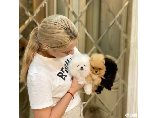  Aukštos kokybės Pomeranijos špicų šuniukai