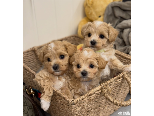  Žavingi maltipoo šuniukai