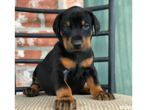  DOBERMANŲ šuniukai