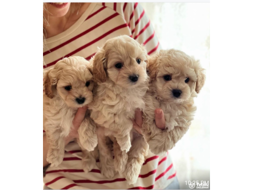  Maltipoo šuniukai!