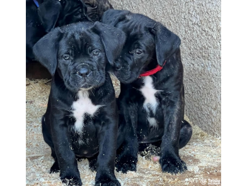  Cane Corso šuniukai
