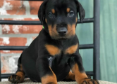 Peržiūrėti skelbimą - DOBERMANŲ šuniukai