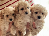 Peržiūrėti skelbimą - Maltipoo šuniukai!