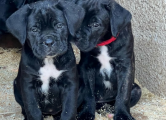 Peržiūrėti skelbimą - Cane Corso šuniukai
